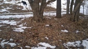 Немецкая овчарка зонарного окраса на прогулке