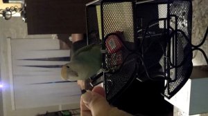 Lovebird Scooter grabbing sunflower seed