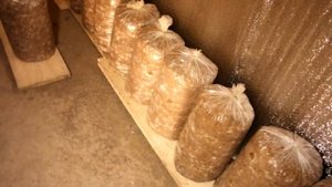 ВЕШЕНКА, Инкубатор для грибных блоков и мицелия - growbox for mushrooms