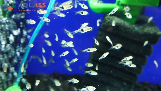 ?Aquass - Расбора клинопятнистая (Rasbora Heteromorpha)