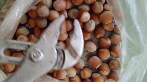 как правильно колоть фундук