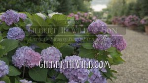 Gilbert H. Wild & Son | America's Favorite Flower Farm