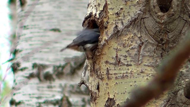 Поползень обыкновенный смотреть онлайн