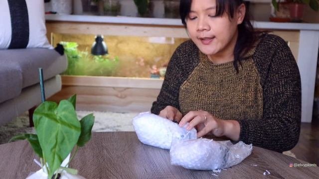 Plant Mail Time! Unboxing Anthurium Baby :)