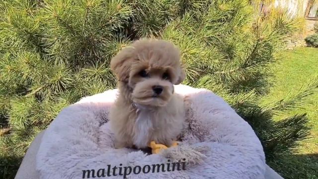 maltipoomini девочка мальтипу мини -РОККОКО дома Малышка КОКО