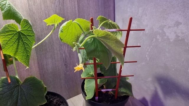 комнатный огурец "фонтина" - формировка. первый огурчик. часть 3. смотреть онлайн