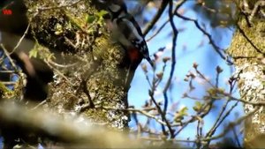 Иван Купала „Дятел“ (нем. Ivan Kupala "Specht") (анг. Woodpecker) (фр. Ivan Kupala "Pic")