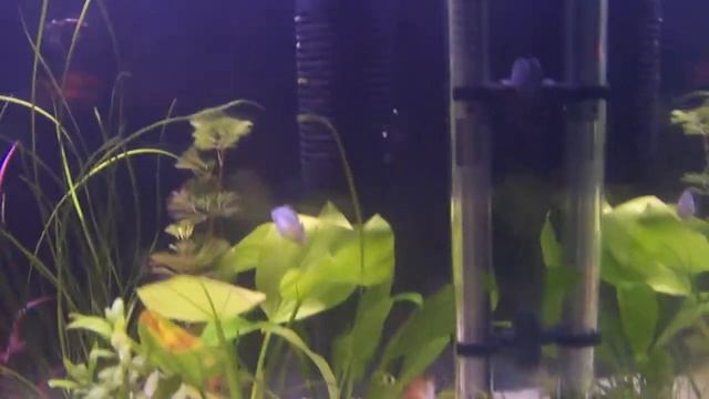 Testando o Flourish Excel (carbono líquido orgânico) para as plantas смотреть онлайн