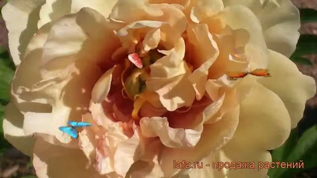 Пион ито Кенари Бриллиантс (paeonia itoh) ? обзор: как сажать, саженцы пиона Кенари Бриллиантс смотреть онлайн