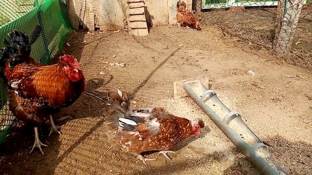 Русская хохлатая порода кур, только одни плюсы!!! смотреть онлайн