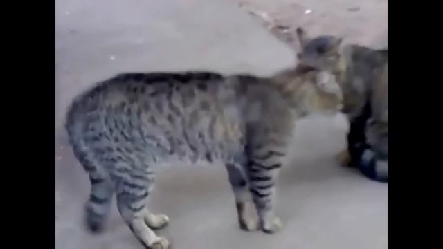 Смешные коты озвучка гоблин смотреть онлайн