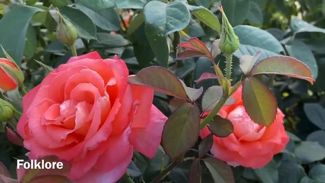 Розы. Достоинства и недостатки . Честный обзор моего сада. Подкормка и лечение роз.??? смотреть онлайн