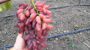 Виноград новинка - Фламенко  .