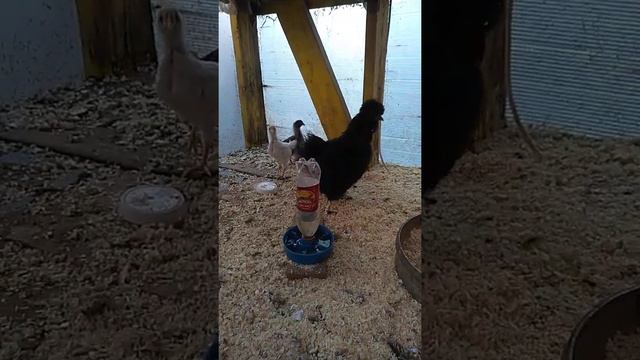 обзор первой теплицы смотреть онлайн