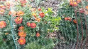 Мини-грядки для капусты