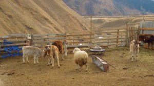 Село Цовкра-1. Кулинский Район. Дагестан. Северный Кавказ, Россия.  DSCN1887.MOV.