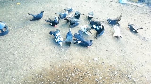 Бессарабские турманы (вертуны) смотреть онлайн