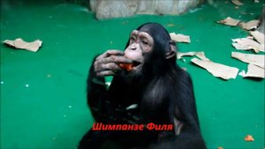 Обезьяны (орангутан, шимпанзе, лангур). 18.01.21 г.