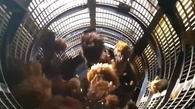 How Palm Oil Is Made In Factory Palm Harvesting & Processing Technology  Food Oil Factory