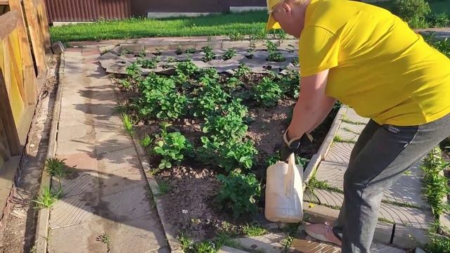Чем подкормить клубнику перед цветением в мае