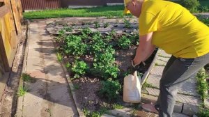 Чем подкормить клубнику перед цветением в мае