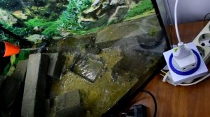 Прыткие ящерицы. Готовим зимовать