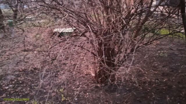 Приколы с котами! Отпугиватель J-1003 с Алиэкспресс!