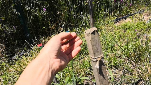 С какой стороны ставить колушек при посадке саженцев смотреть онлайн