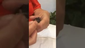 Пытаемся выкормить выпавшего из гнезда птенца ласточки