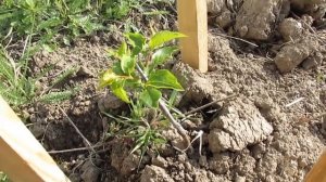 Какие деревья я посадил рядом с домом