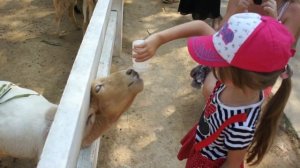 Овечья ферма в Паттайе | Pattaya Sheep Farm | Таиланд