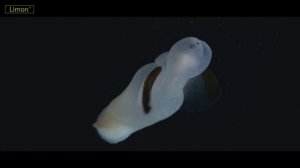 5 ПОРАЗИТЕЛЬНЫХ ФАКТОВ ОБ ОКЕАНЕ | ОКЕАН #1