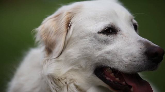 Canon EF 70-200mm f/2.8L USM + Canon EOS 5D Mark II video test 1080p смотреть онлайн