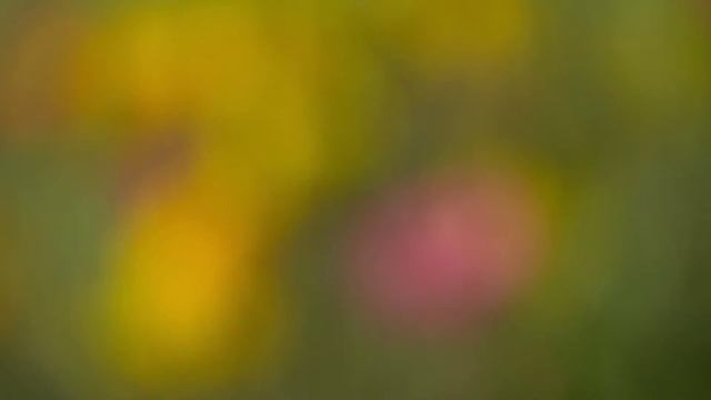 что означает цветы жизни смотреть онлайн