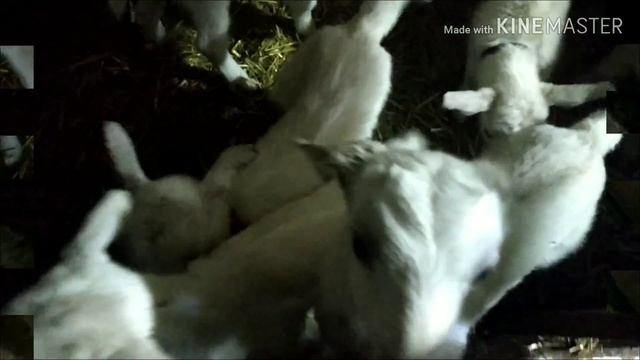 С праздником весны?//Голуби// Герда// Пополнение в хозяйстве ? смотреть онлайн