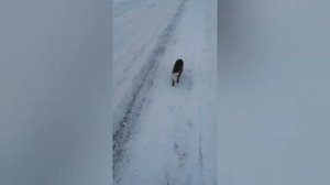 Бабинское городище, котики.