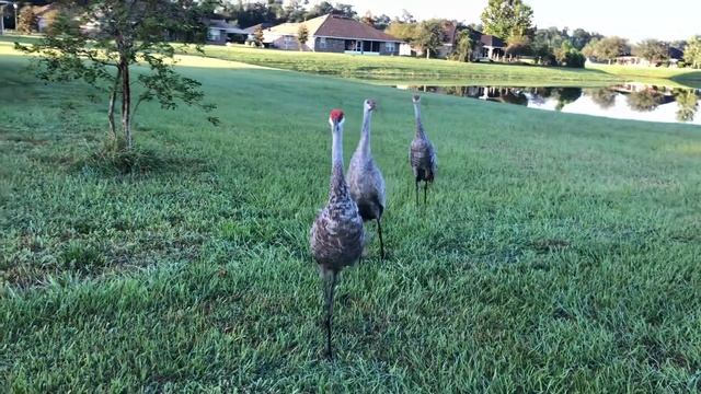 США. Флорида. Невероятно. Журавли смотреть онлайн