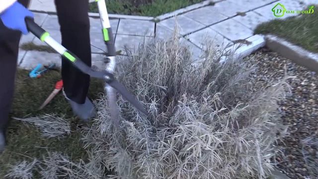 Обрезка лаванды весной