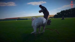 Аргентинский дог. ПОРОДА СОБАК запрещенная во многих странах мира... и вот почему!