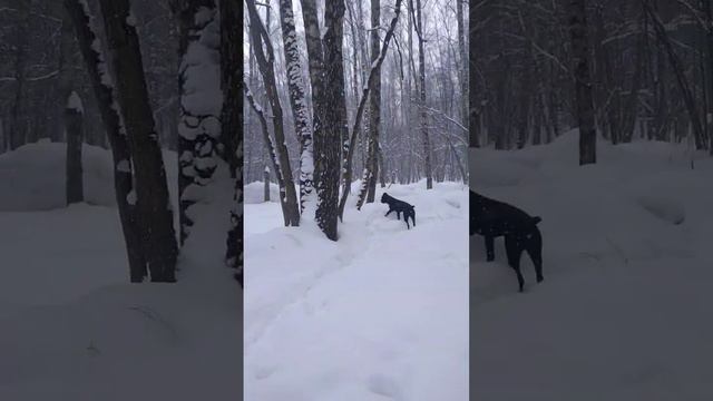 Чёрная Кане Корсо в Зимнем Лесу!!! #canecorso #канекорсо #dog #иньянь #снег #russia #