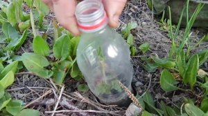 Правильная Посадка Черенков Красной Смородины Осенью и уход за ними Весной!