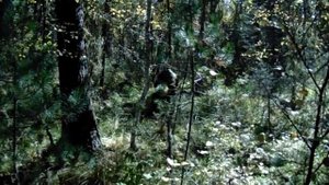 Мотовездеход 2х2 "Бизон" (по лесу)