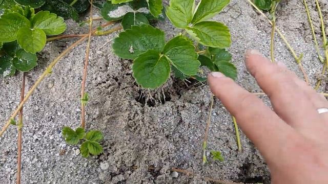 Еще раз про укоренение усов в песке сорт Азия!