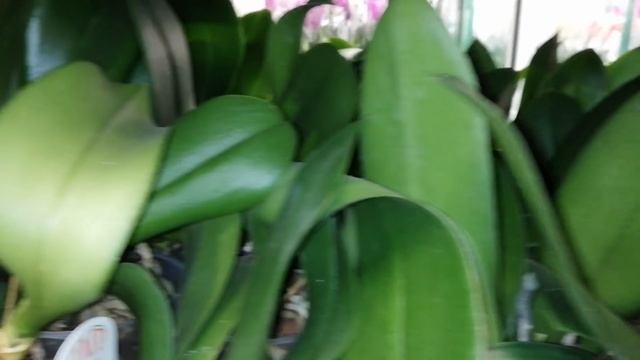 #КанчураСветлена Орхидеи
Супер завоз уценок Фаленопсисов в JMP. Прям праздник души какой то. смотреть онлайн