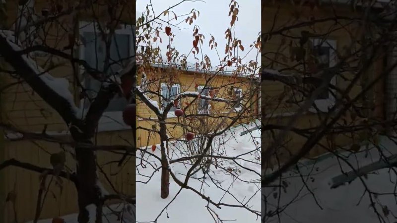 А яблочки то, ещё до сих пор весят! Сад. Влог о даче.