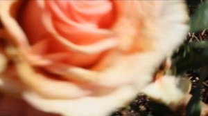 Обзор осеннецветущих роз с названиями сортов?Эмильен Гийо,Пинк Эбанданс, Полька, Джульетта и другие