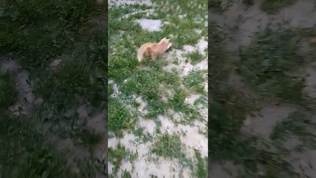 туториал как поиграть с кошкой #кошка #кошак #кот #котяра смотреть онлайн