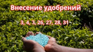 Посевной календарь: благоприятные дни для посадки в Июле 2023.Благоприятные дни для садовых работ