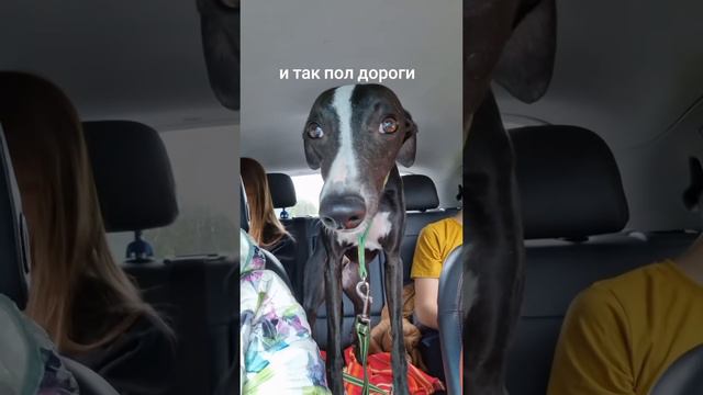 Тревожность.