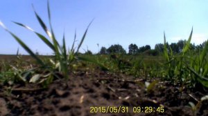 Видео охота на Суслика)